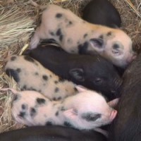 /album/teacup-pigs/babies-drinking-june-13-jpg/
